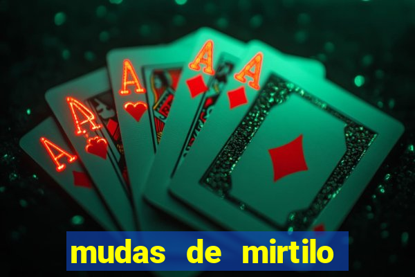 mudas de mirtilo em porto alegre